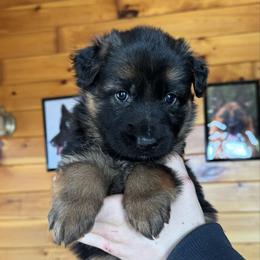 Hali - Black and red female German Shepherd puppy in Garland, Maine from Vom Schön Traumhund