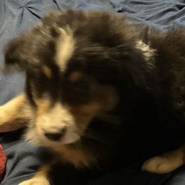 Beth - Black tri Toy Australian Shepherd puppy in Marshall, Missouri from Schuber's Stockdogs