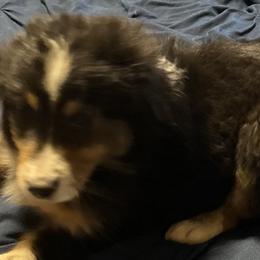 Beth - Black tri Toy Australian Shepherd puppy in Marshall, Missouri from Schuber's Stockdogs