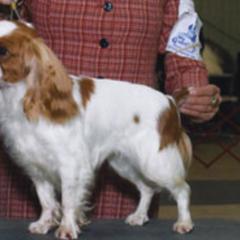 English Toy Spaniels from Sanchi