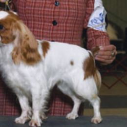 English Toy Spaniels from Sanchi
