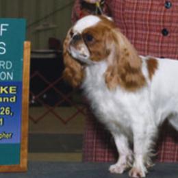 English Toy Spaniels from Sanchi