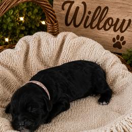 Willow - Black and white female Aussiedoodle puppy in Grand Blanc, Michigan from B's Aussiedoodles