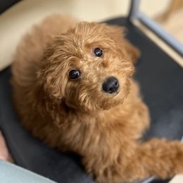 Dolly - Goldendoodle