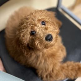 Dolly - Goldendoodle