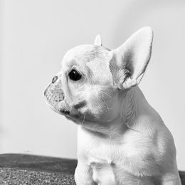 French Bulldog Puppies from Ranch Royale