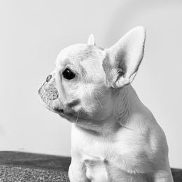 French Bulldog Puppies from Ranch Royale