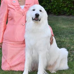 Jolie - Great Pyrenees