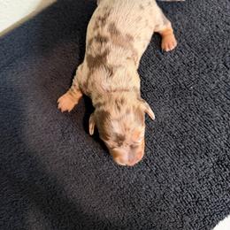 Coco - Dapple female Dachshund puppy in Grass Valley, California from Mis Doxie