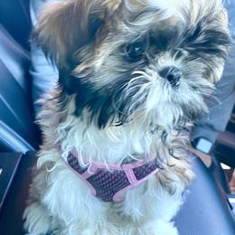 Shih Tzu Puppies from Willow Lane Shih Tzus