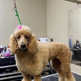 Willow - Poodle