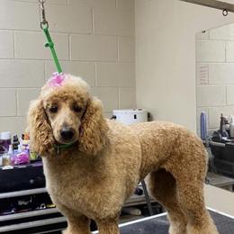 Willow - Poodle