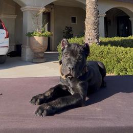 Pantress - Black female Cane Corso puppy in Fontana, California from ThinLine Cane Corso