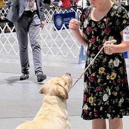 Labrador Retrievers from Crows Nest Labradors