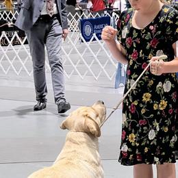 Labrador Retrievers from Crows Nest Labradors