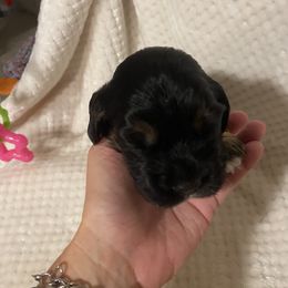 Cocker Spaniel Puppies from Becky's Cockers