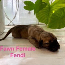 Fendi - Fawn female Great Dane puppy in Aldie, Virginia from High Point Mountain Danes
