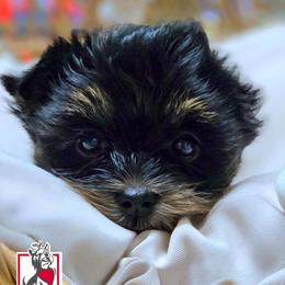 Mary Jane - Black and tan female Yorkshire Terrier puppy in California from Corazon de gigante