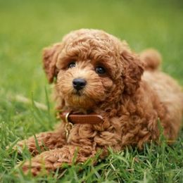 Cavapoos and Goldendoodles from My Toy Goldendoodles