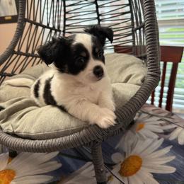 Matthew - Black and white male Chihuahua puppy in Ochlocknee, Georgia from High Cotton Chihuahuas
