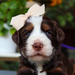 Salem - Phantom female Bernedoodle puppy in Salado, Texas from Red Ranch Dogs
