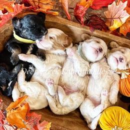 Australian Labradoodle, Cavapoo, and Goldendoodle Puppies from Deer Creek Labradoodles