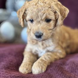 Sapphire - Red  female Goldendoodle puppy in Morriston, Florida from Florida's Joyful Goldendoodles