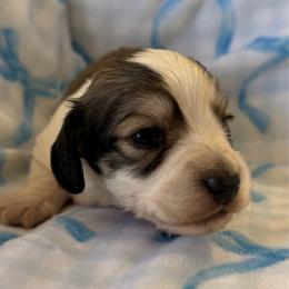 Wyatt - Piebald male Dachshund puppy in Griffin, Georgia from Always Trippin' Doxie Life