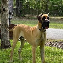 Copper - Great Dane