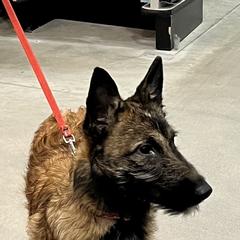 Onyx - Red sable female Belgian Laekenois puppy in Ball Ground, Georgia from COSWALD  BELGIAN  LAEKENOIS