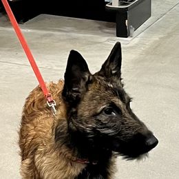 Onyx - Red sable female Belgian Laekenois puppy in Ball Ground, Georgia from COSWALD  BELGIAN  LAEKENOIS