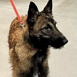 Onyx - Red sable female Belgian Laekenois puppy in Ball Ground, Georgia from COSWALD  BELGIAN  LAEKENOIS