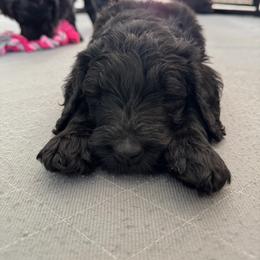 Goldendoodle Puppies from Wrigley's Doodles