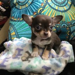 Chihuahua Puppies from Chilove Chihuahuas