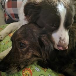 Miniature Australian Shepherd Puppies from Copper Line Aussies