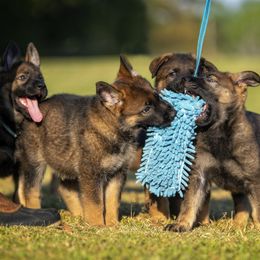 German Shepherd Puppies from Sommerfeld German Shepherds