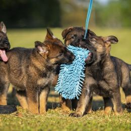 German Shepherd Puppies from Sommerfeld German Shepherds