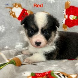 RED Girl - Black and tan female Pembroke Welsh Corgi puppy in Acampo, California from Rees Corgis