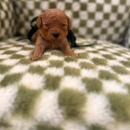 Seven - Red male Cavapoo puppy in Queen Creek, Arizona from Sunny Doodles