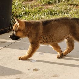 German Shepherd Puppies from Vom Haus Denfors K9
