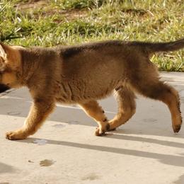 German Shepherd Puppies from Vom Haus Denfors K9