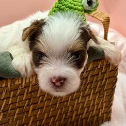 Cooper - Chocolate, tan and white male Yorkshire Terrier puppy in Tangipahoa County, Louisiana from Riche’ Louisiana Yorkies