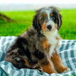 Auger - Merle male Bernedoodle puppy in Dundee, Ohio from Down Home Doodle