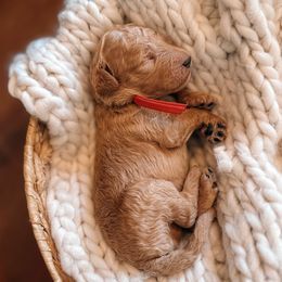 Red Collar - Red  male Goldendoodle puppy in Corona, California from West Coast Goldendoodles