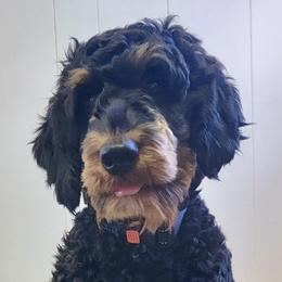 Bernedoodles, Cavapoos, Goldendoodles, and Golden Mountain Doodles from Oodles O'Doodles