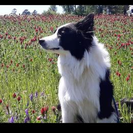Zip - Border Collie