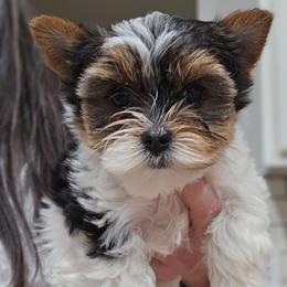Opie - Black tan and white male Biewer Terrier puppy in Cookeville, Tennessee from Strait Layne Biewers