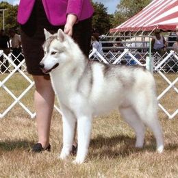 Ryder - Siberian Husky