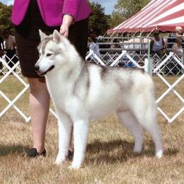 Ryder - Siberian Husky