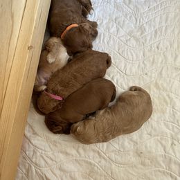 Goldendoodles from Sadie Silvers